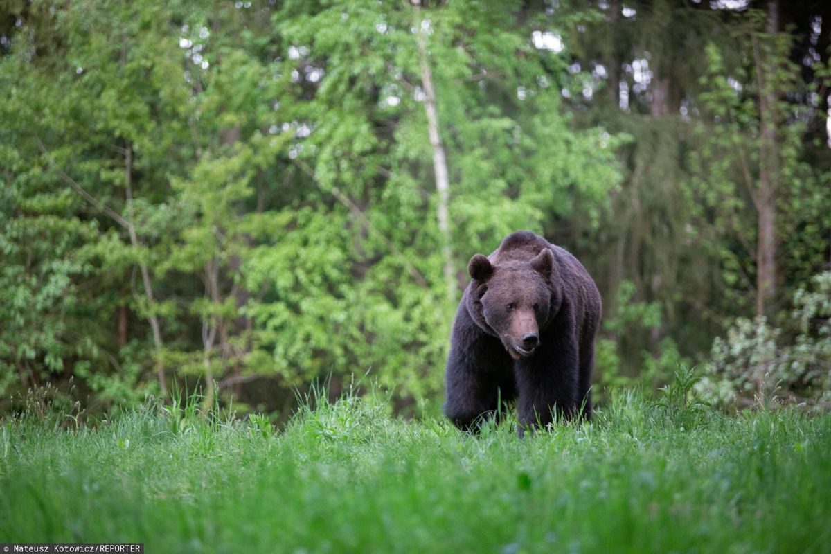 niedźwiedzie brunatne, słowacja, atak niedźwiedzia Gonił młodego niedźwiedzia samochodem osobowym. Jest nagranie