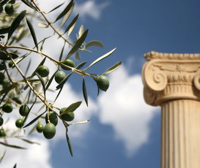 Według mitologii Atena podarowała ludziom drzewo oliwne
