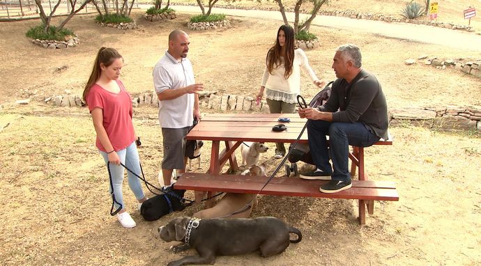 Cesar Millan na ratunek