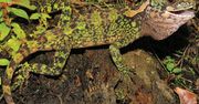 W Peru odkryto nowe gatunki jaszczurek