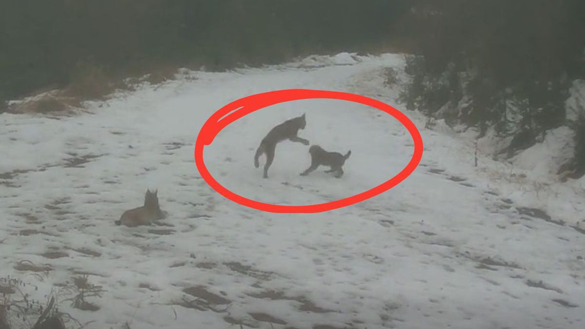 Leśnicy pokazali niezwykłe wideo. Rysie bawią się jak domowe kot
