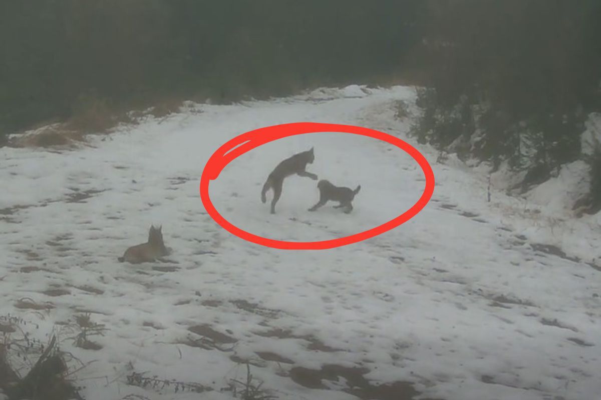 Kadry z głębi lasu. Nagle wyszły na ścieżkę i się zaczęło