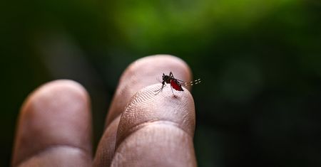 Agresywne komary 1000 km od granicy z Polską. Przenoszą groźne choroby