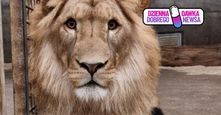 Wrzucili mu zabawkę na wybieg. Pokazali reakcję lwa z wrocławskiego ZOO