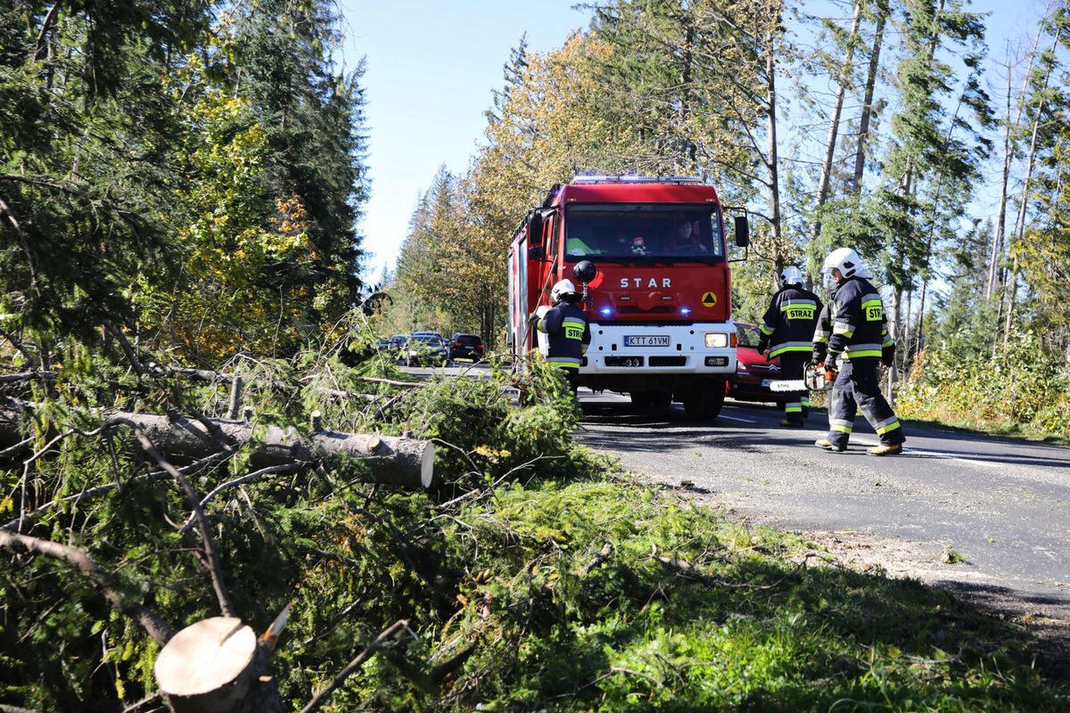 Halny w Tatrach. Strażacy usuwają drzewo tarasujące drogę na trasie z Zakopanego w kierunku Morskiego Oka