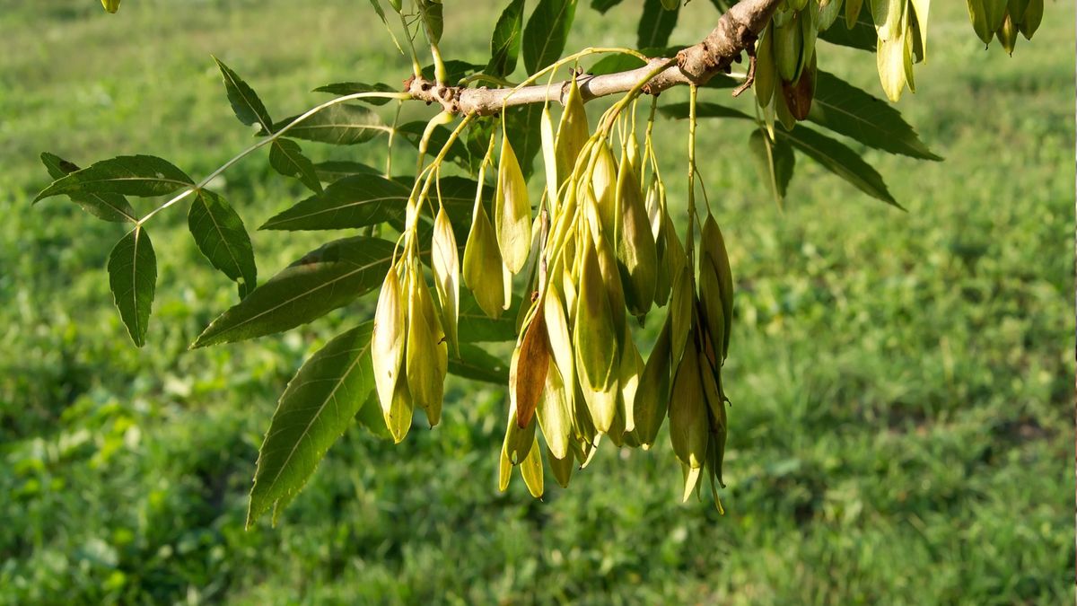 Te drzewa chorują w Wielkiej Brytanii. Teraz jest dla nich nadzi