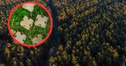 Brązowe kostki w lesie. Wydano komunikat. Lepiej nie dotykaj