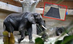 Pryszczyca szaleje w Europie. Polskie zoo wprowadzają obostrzenia