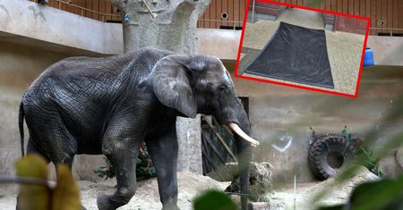 Pryszczyca szaleje w Europie. Polskie zoo wprowadzają obostrzenia