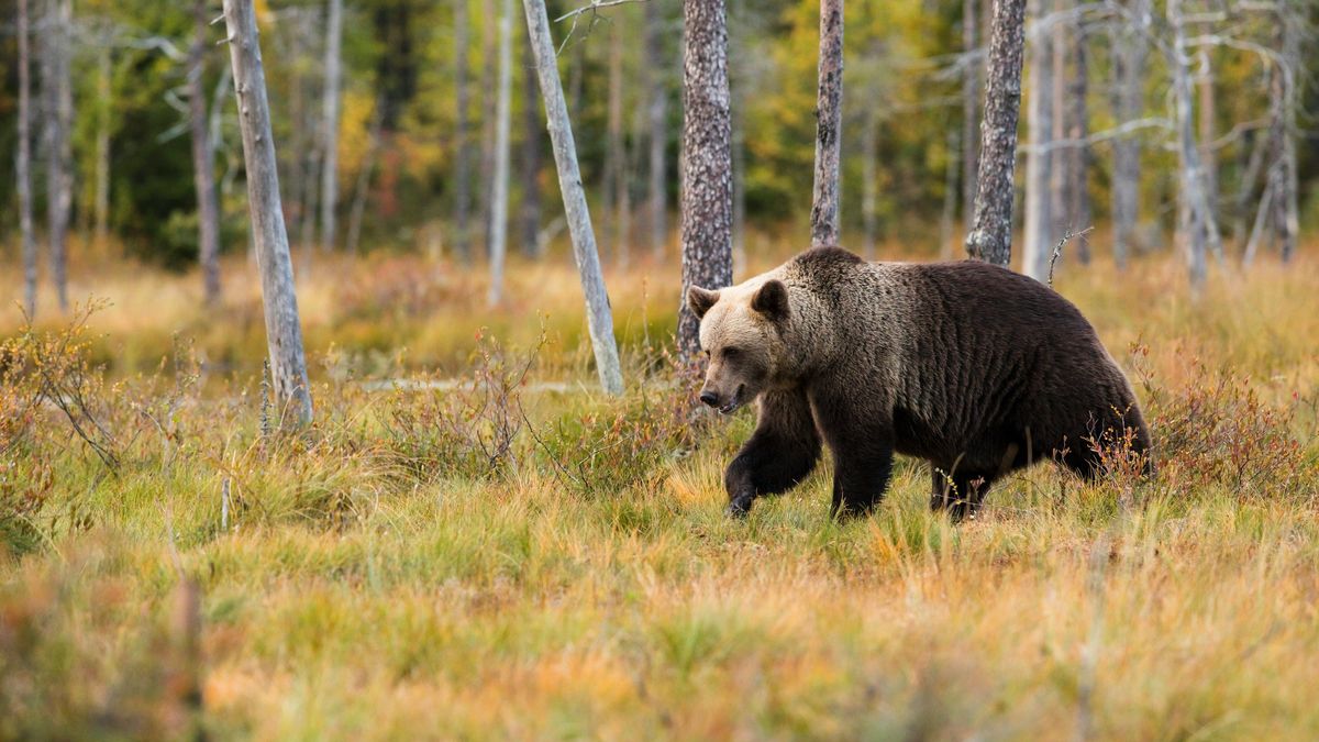 Niedźwiedzie terroryzują Słowację. Kolejny atak na człowieka w ciągu tygodnia 