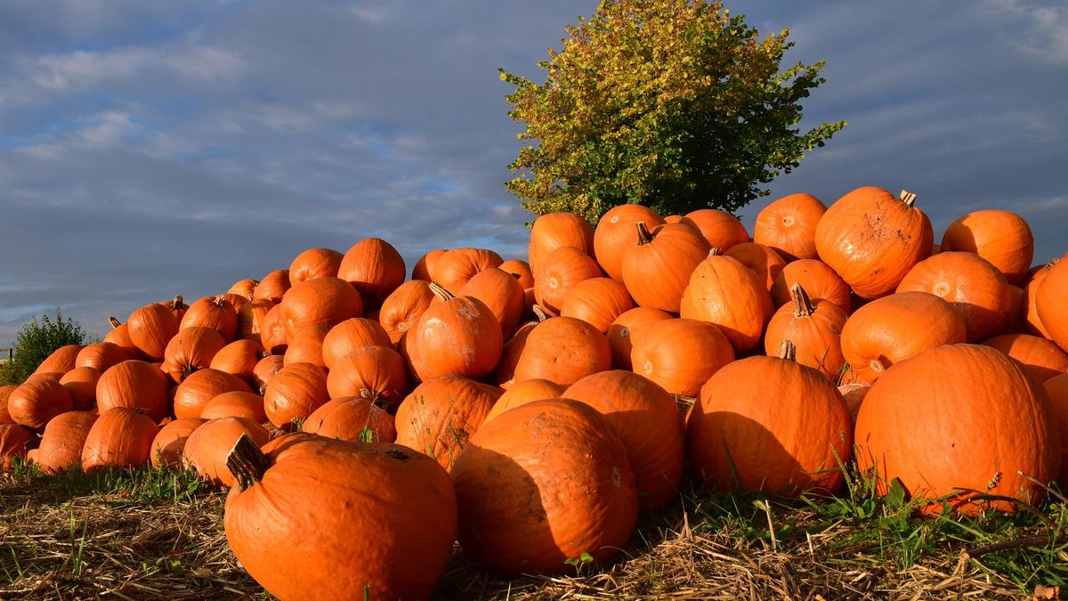 Rolnicy z Ursynowa organizują akcję samozbiorów dyń