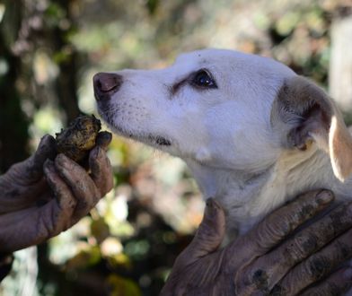 Znaleziono jedną z największych czarnych trufli. Wywęszył ją pies