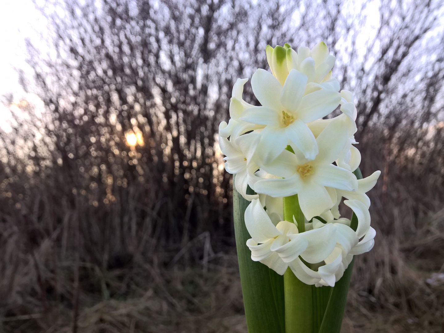 Lumia 930 - test fotograficzny 32