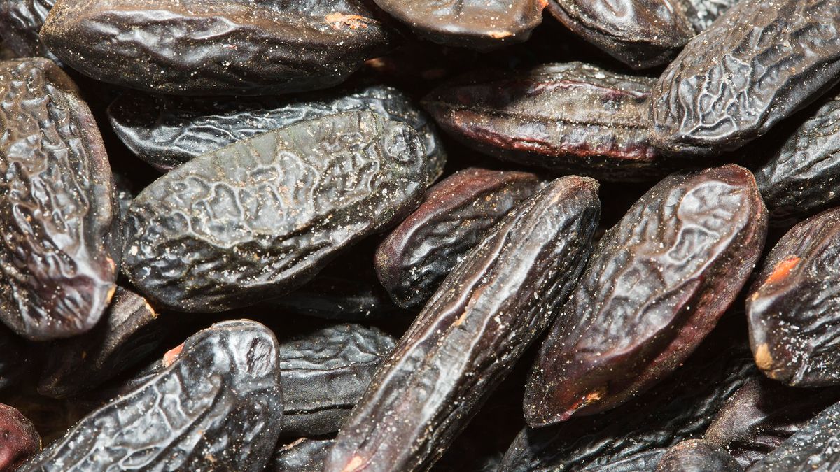 Bób tonka może wyniszczać wątrobę