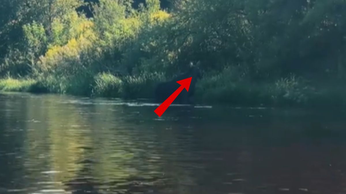 Łoś w rzece. Nagle się obrócił i ruszył na drugi brzeg.