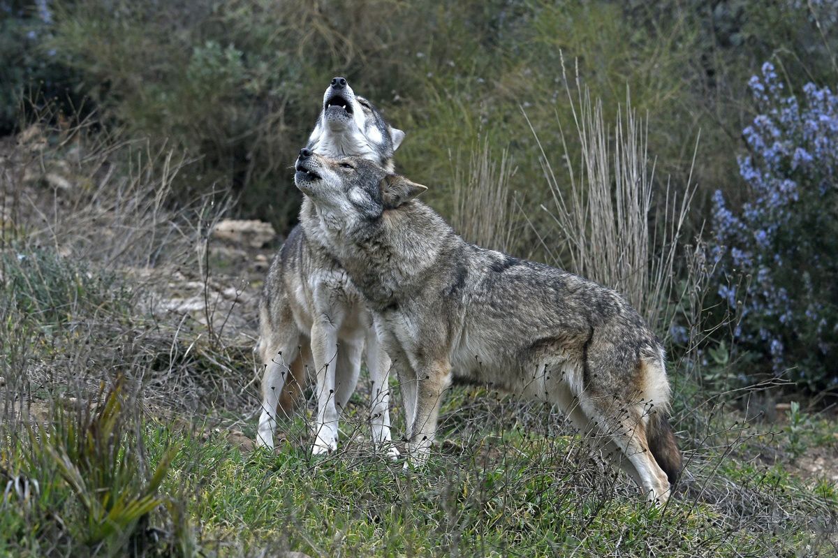 Ostrzeżenie przed wilkami w woj. lubuskim. "Robią się zuchwałe"