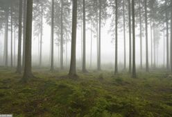 Upadł i nie umiał się podnieść. 85-latek spędził noc w lesie