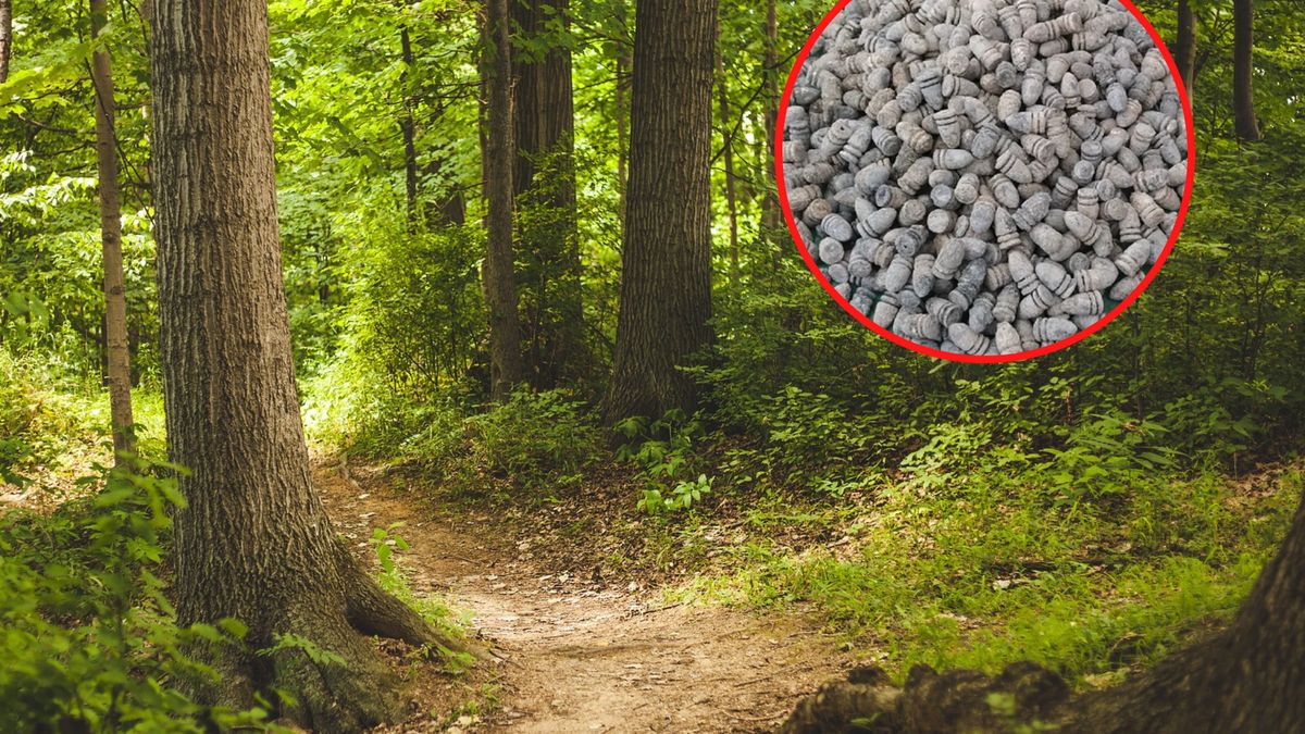 Nieoczekiwane znalezisko w lesie. Odkrycie ma ponad 150 lat