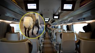 Nietypowy widok w pendolino. "Świat oszalał"