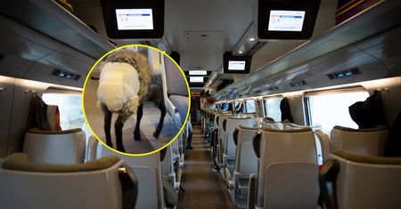 Nietypowy widok w pendolino. "Świat oszalał"
