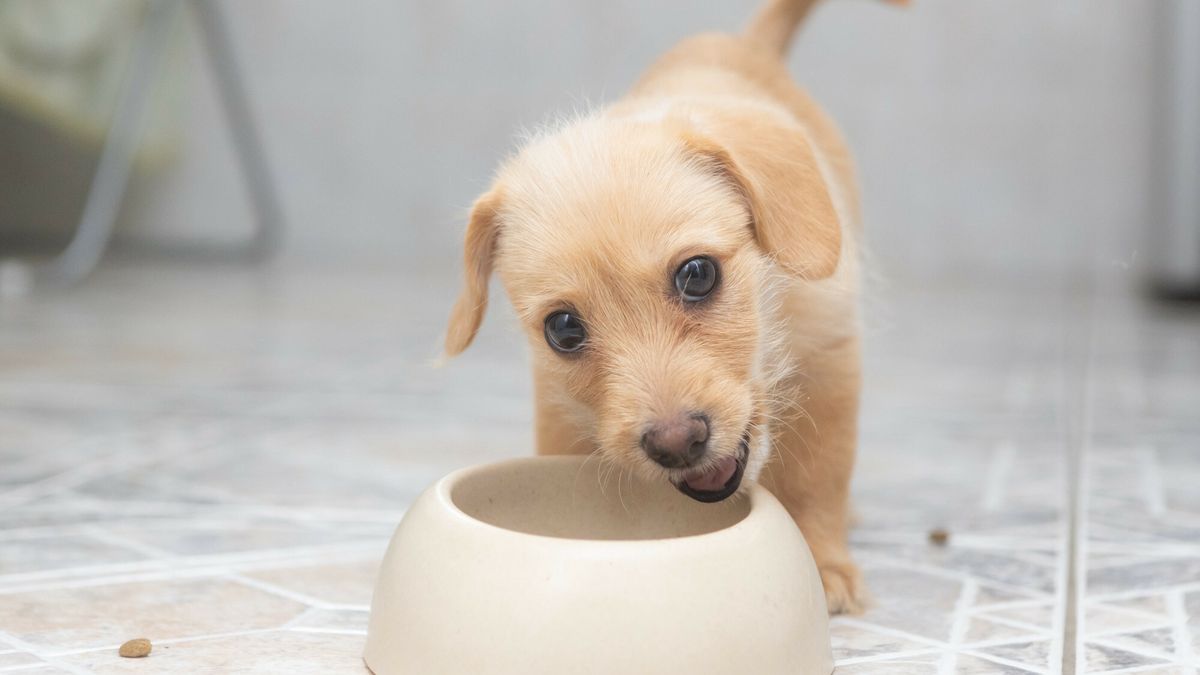 Szczeniak w domu
08.10.2023 Warszawa, szczeniak w domu, Fot Tomasz Jastrzebowski/REPORTER
Tomasz Jastrzebowski/REPORTER