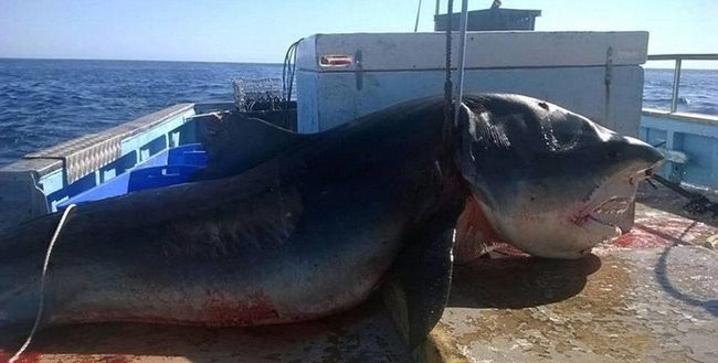 Zdjęcie złowionego 6-metrowego rekina wywołało falę spekulacji