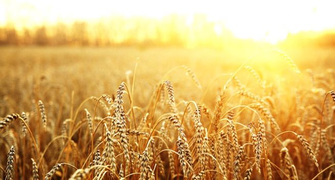 Ciężkie warunki pogodowe i obca konkurencja szkodzą polskim producentom zbóż