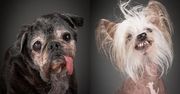Stare, ale kochane. Piękne studyjne portrety leciwych psów