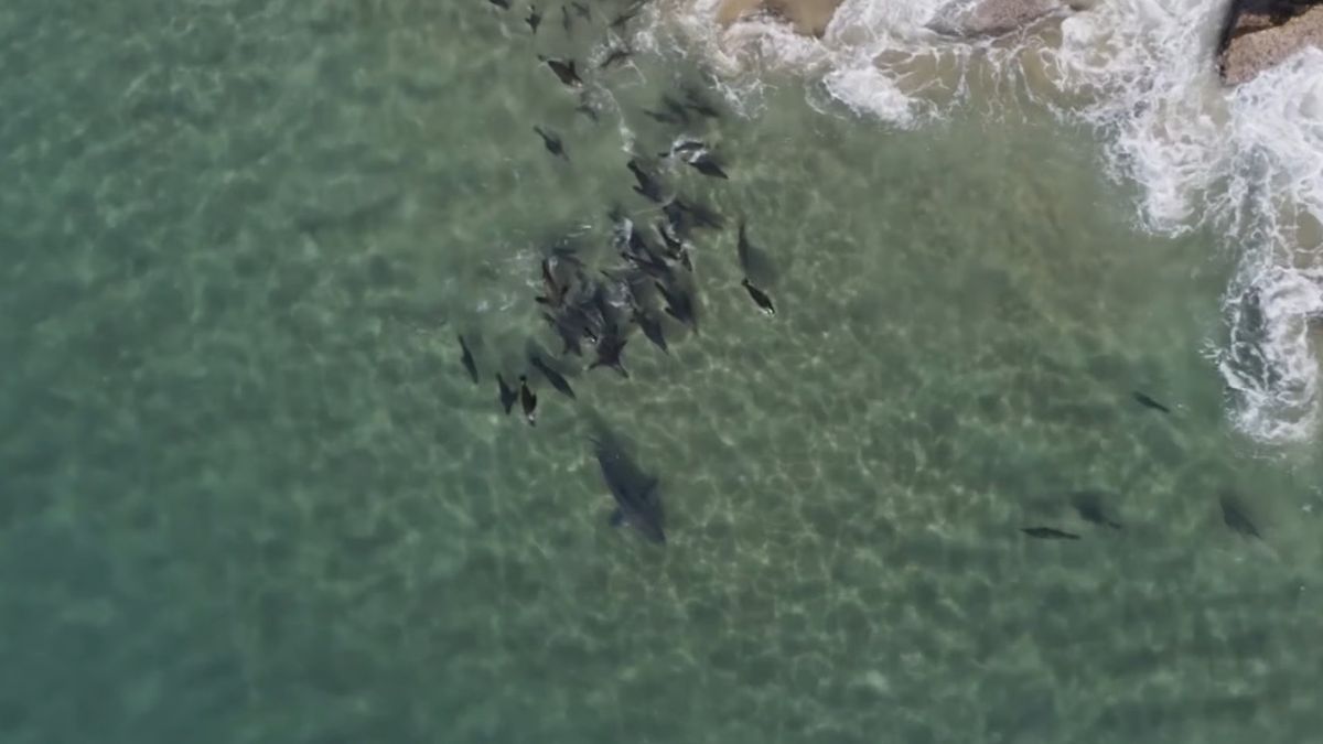 Kadr z Planet Earth III