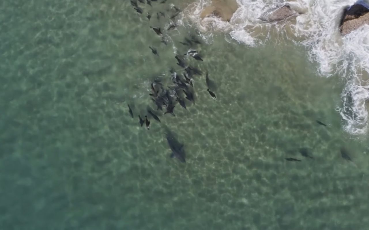 Gang fok przegania rekina. U wybrzeży Afryki foki dały popis współpracy