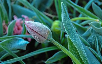 Uważaj na przymrozki. Tak w prosty sposób uratujesz rośliny
