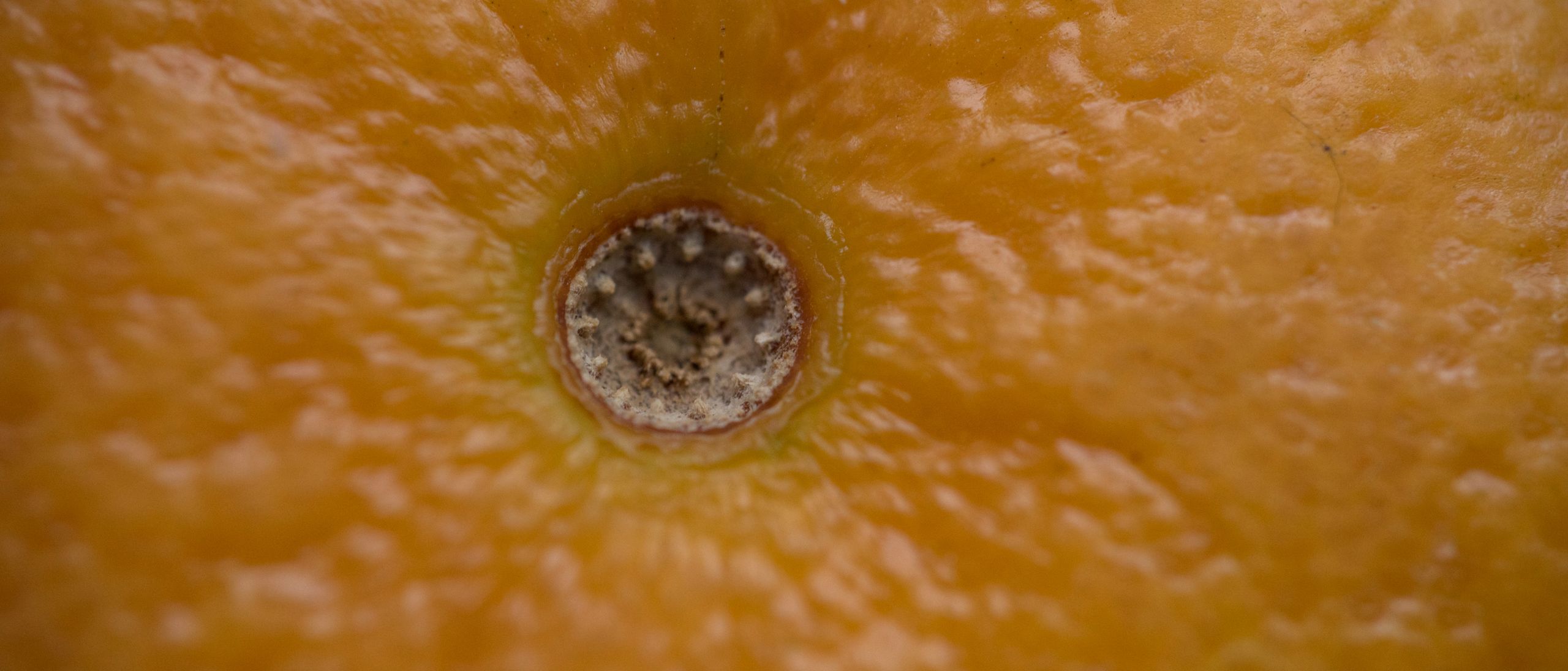 Jak w praktyce sprawdza się Venus Optics Laowa 60 mm f/2,8 Macro 2:1? 8
