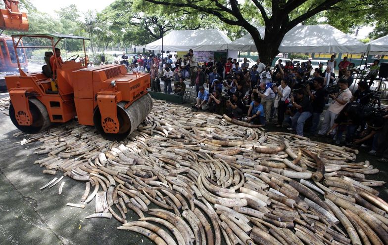 Zniszczono 5 ton skonfiskowanych kłów słonia