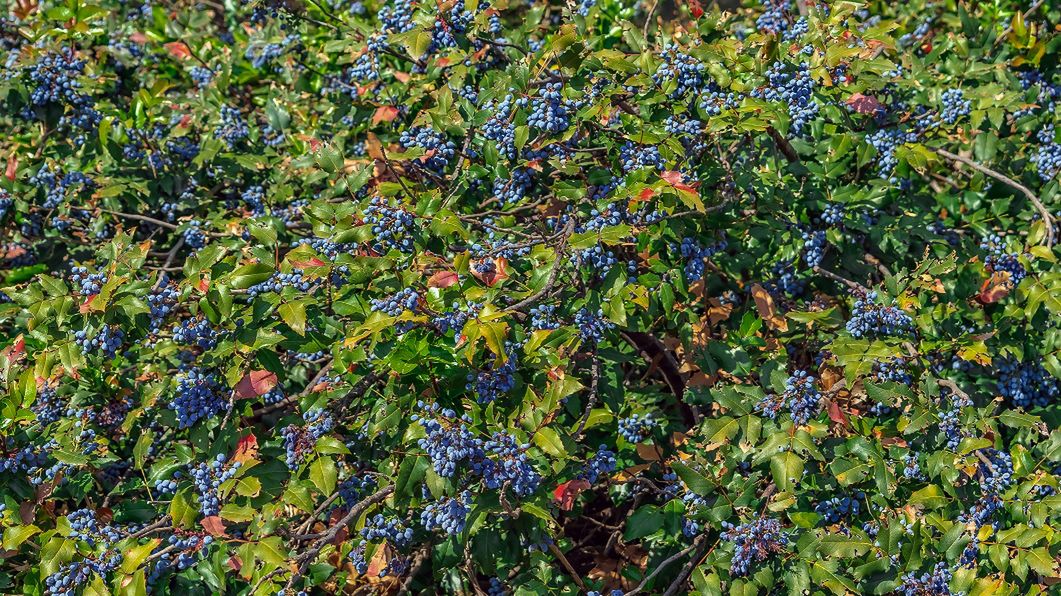 Mahonia to cenne źródło berberyny i witaminy C