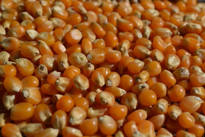 GIS wycofuje popcorn z powodu przekroczonej ilości aflatoksyn