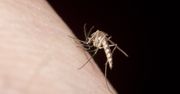 Europejski kraj ostrzega przed komarami. Przenoszą choroby tropikalne