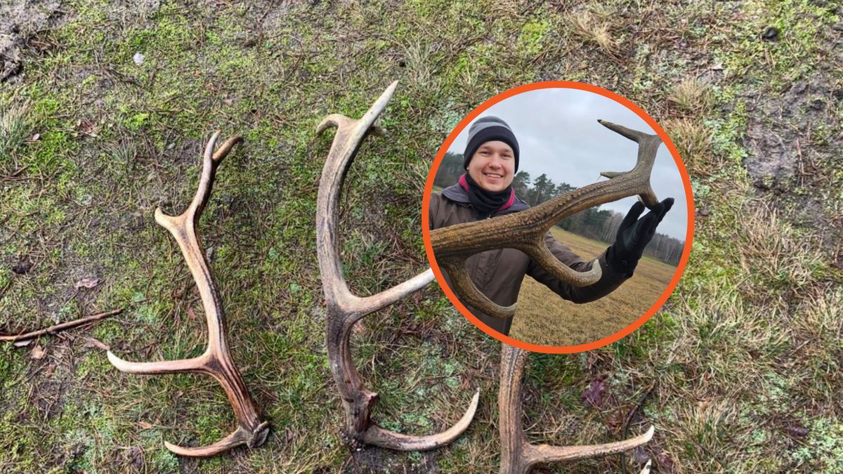 W lasach pojawiło się "leśne złoto"