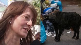 Maja Ostaszewska grzmi: "Dziki są tak masowo odstrzeliwane w lasach, że ZORIENTOWAŁY SIĘ, że jest większa szansa przeżyć w mieście"
