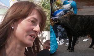 Maja Ostaszewska grzmi: "Dziki są tak masowo odstrzeliwane w lasach, że ZORIENTOWAŁY SIĘ, że jest większa szansa przeżyć w mieście"