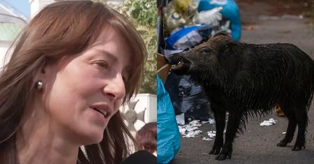 Maja Ostaszewska grzmi: "Dziki są tak masowo odstrzeliwane w lasach, że ZORIENTOWAŁY SIĘ, że jest większa szansa przeżyć w mieście"