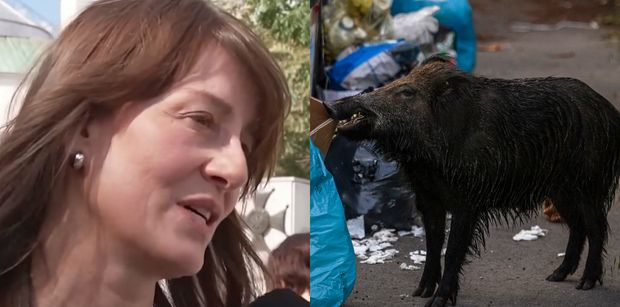 Maja Ostaszewska grzmi: "Dziki są tak masowo odstrzeliwane w lasach, że ZORIENTOWAŁY SIĘ, że jest większa szansa przeżyć w mieście"