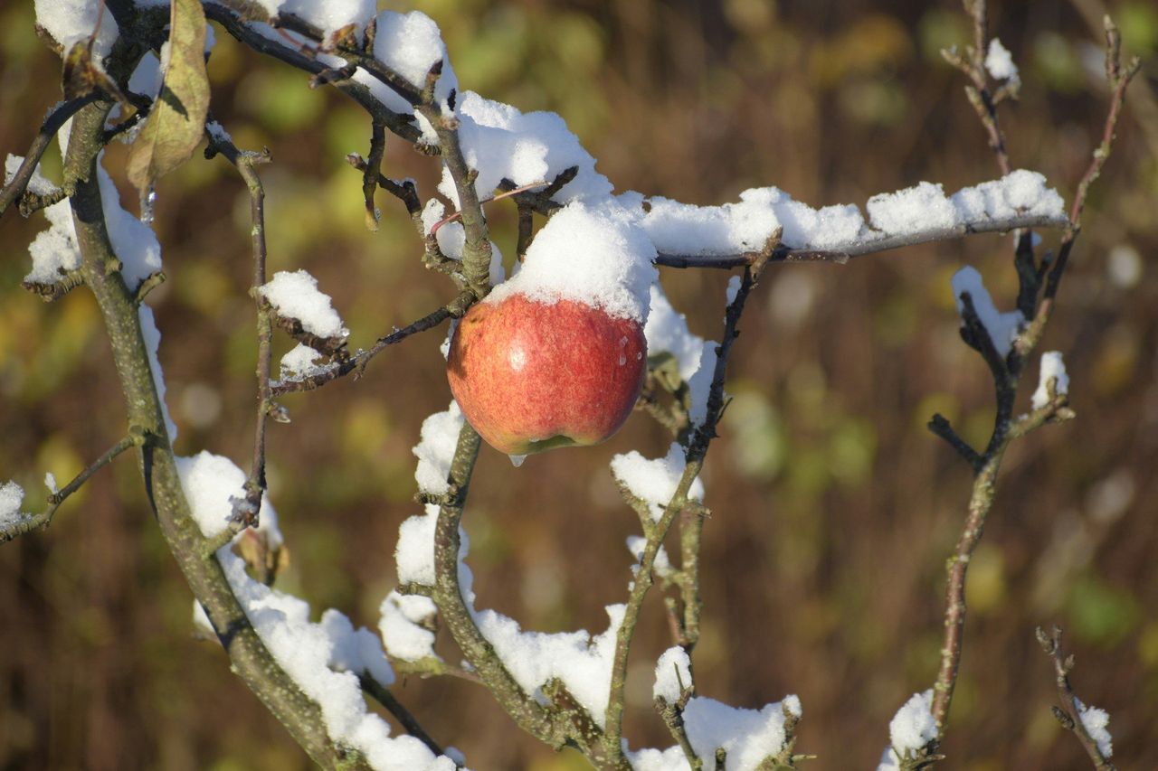 Rolniku, tego błędu zimą nie rób. Goła ziemia odda ci rachunek w żniwa