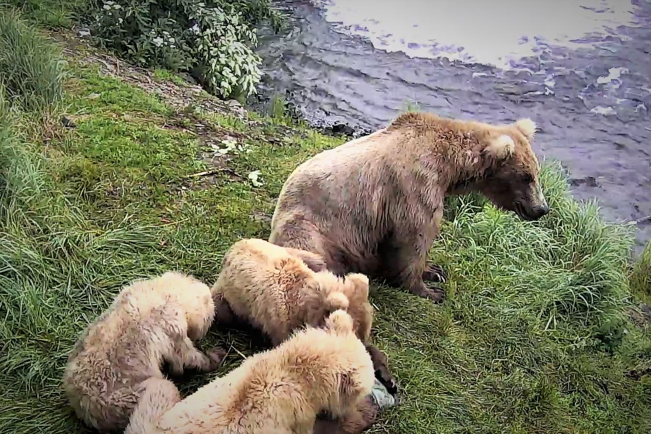 Niedźwiedzie z Alaski w Google Earth: kamery na żywo dostępne na mapie