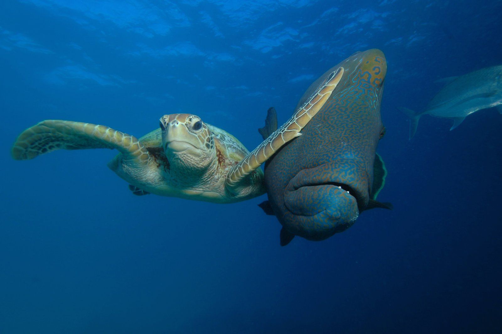 Znamy zwycięzców The Comedy Wildlife Photography Awards 2017. To najśmieszniejsze zdjęcia, jakie dzisiaj zobaczycie 9