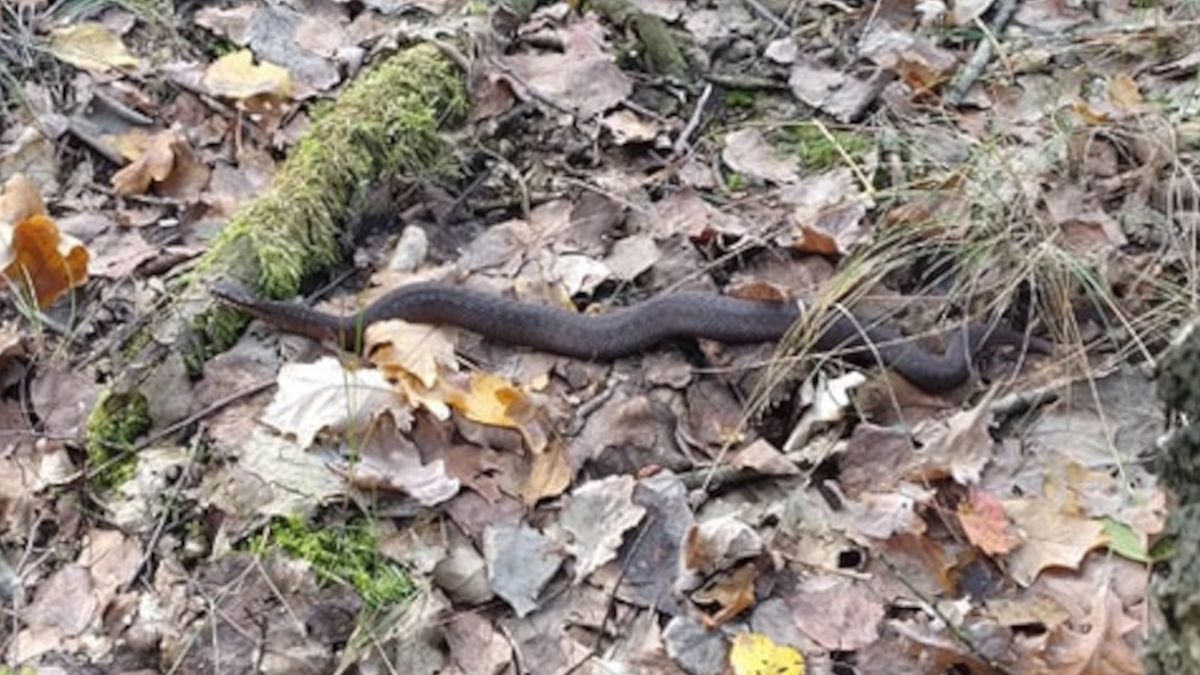 W lasach wciąż można spotkać żmije.