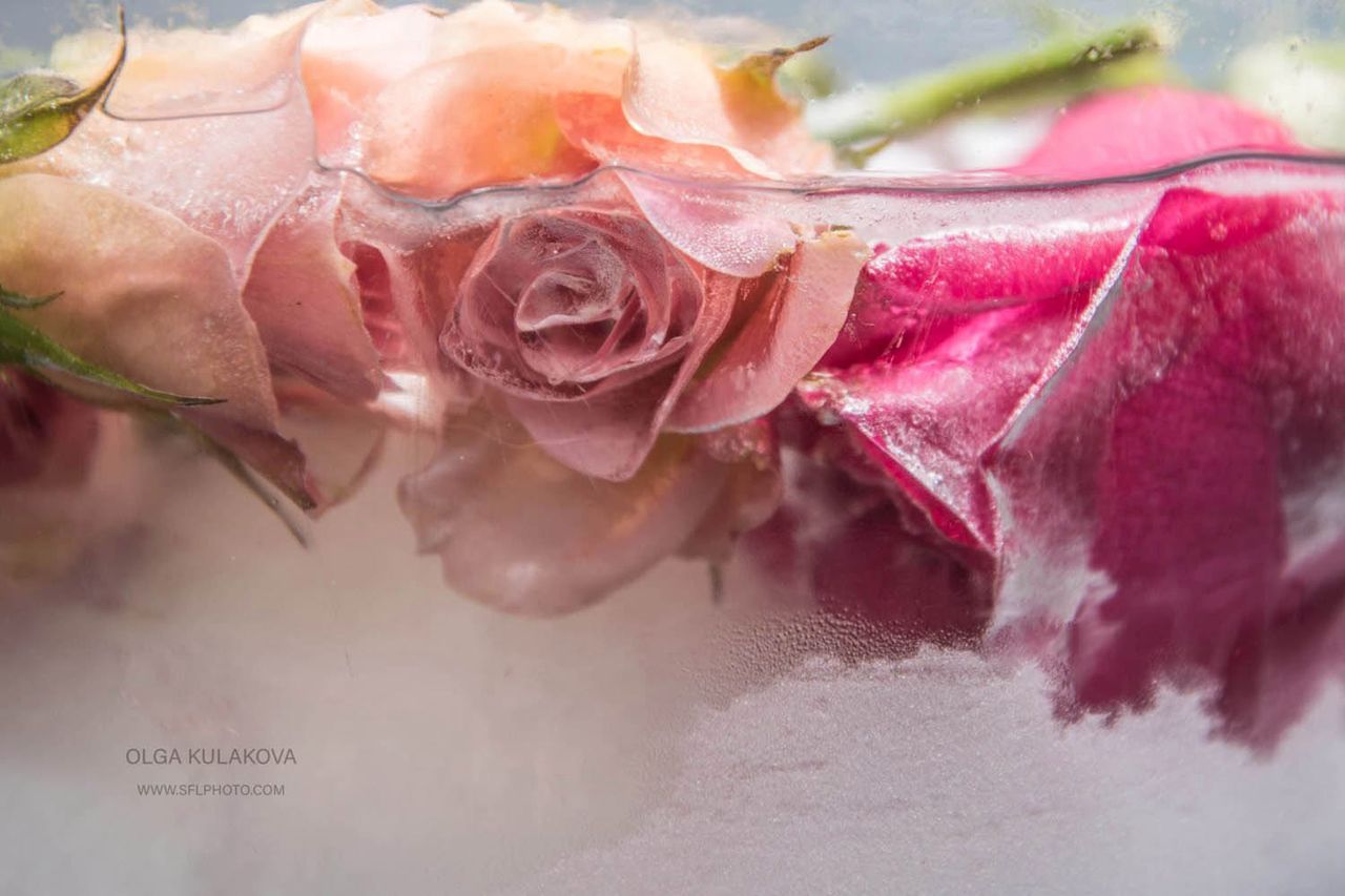 Olga Kulakova jest fotografką z Miami, która specjalizuje się w fotografii kulinarnej, produktowej. Sama siebie nazywa "Miami mom". Kiedy dostała od swojego męża bukiet kwiatów z okazji dnia matki, sfotografowała świeże kwiaty i… schowała je do zamrażarki.