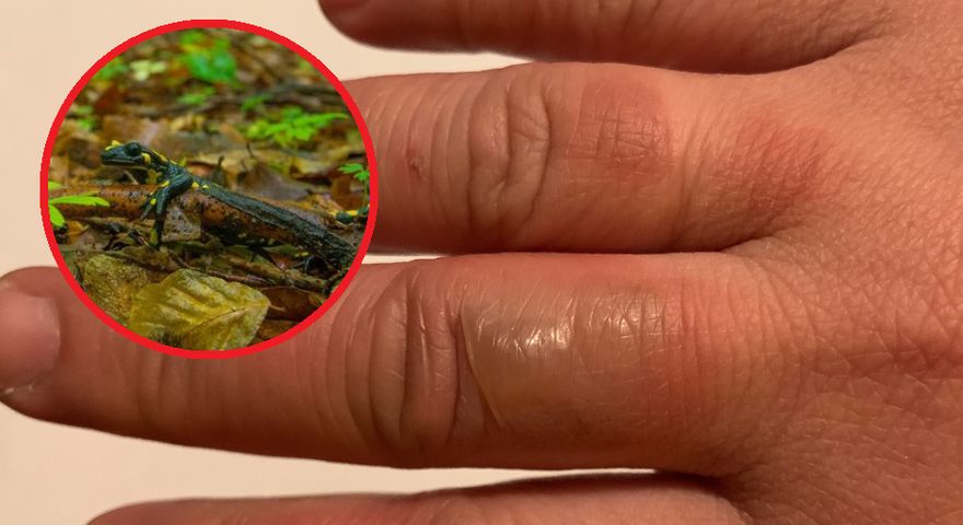 Salamandra jest gatunkiem chronionym w Polsce, zagrożonym wyginięciem