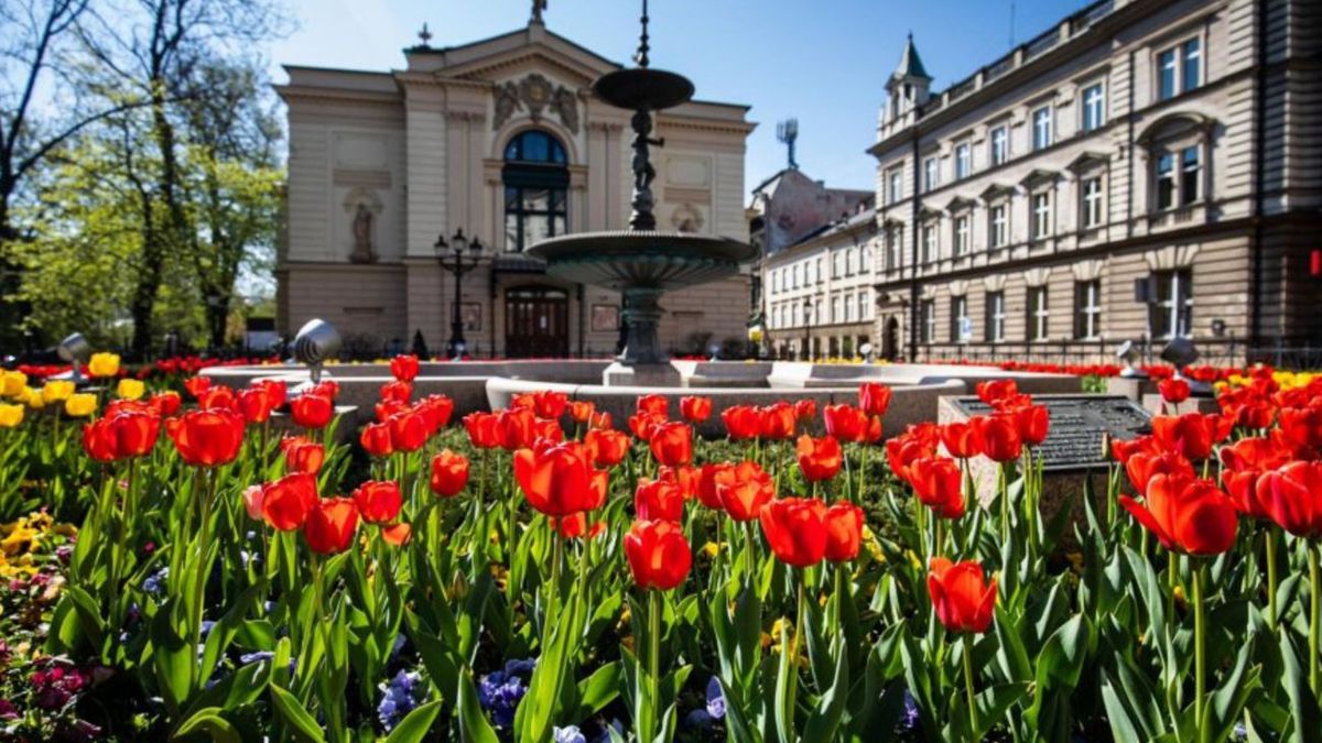 Wiosenne morze tulipanów w Bielsku-Białej