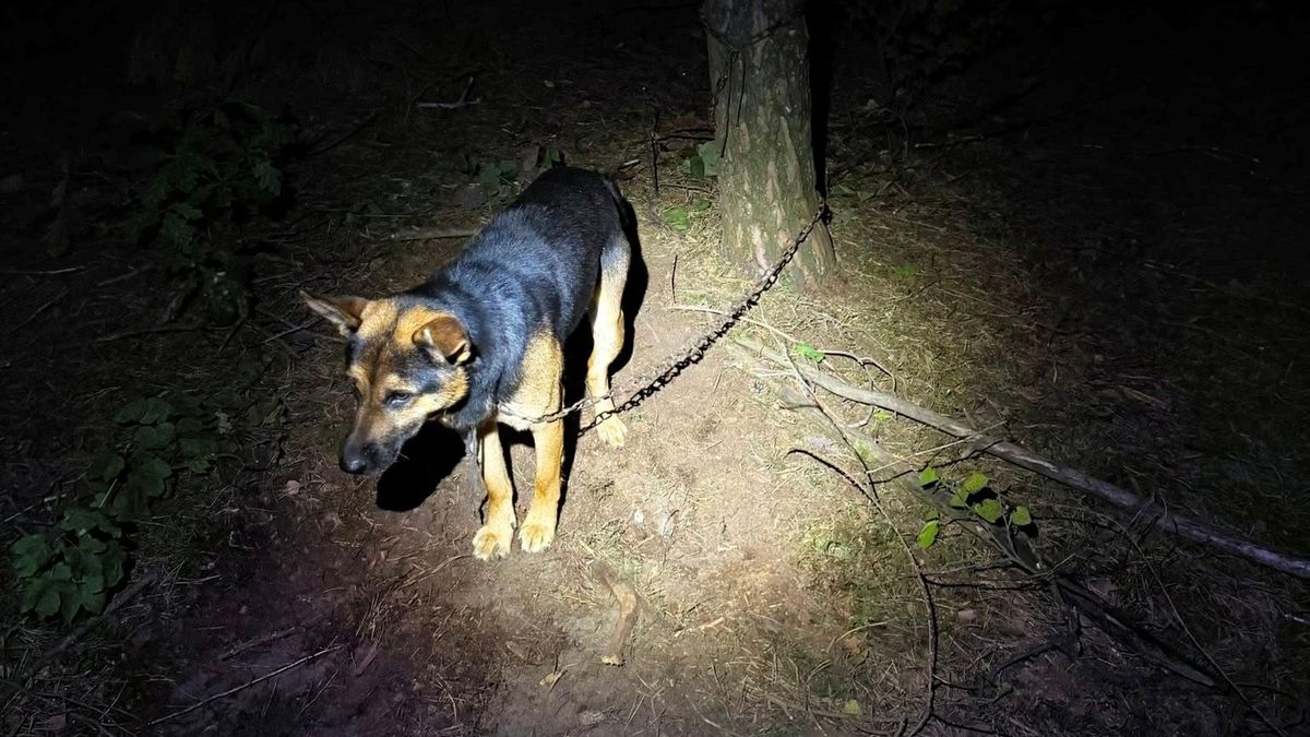 Pies przywiązany do do drzewa w środku lasu.