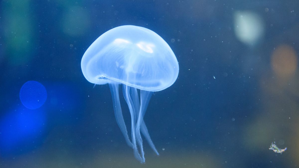 Naukowcy odkryli szczątki zwierzęcia sprzed 540 mln od którego mogą wywodzić się meduzy
